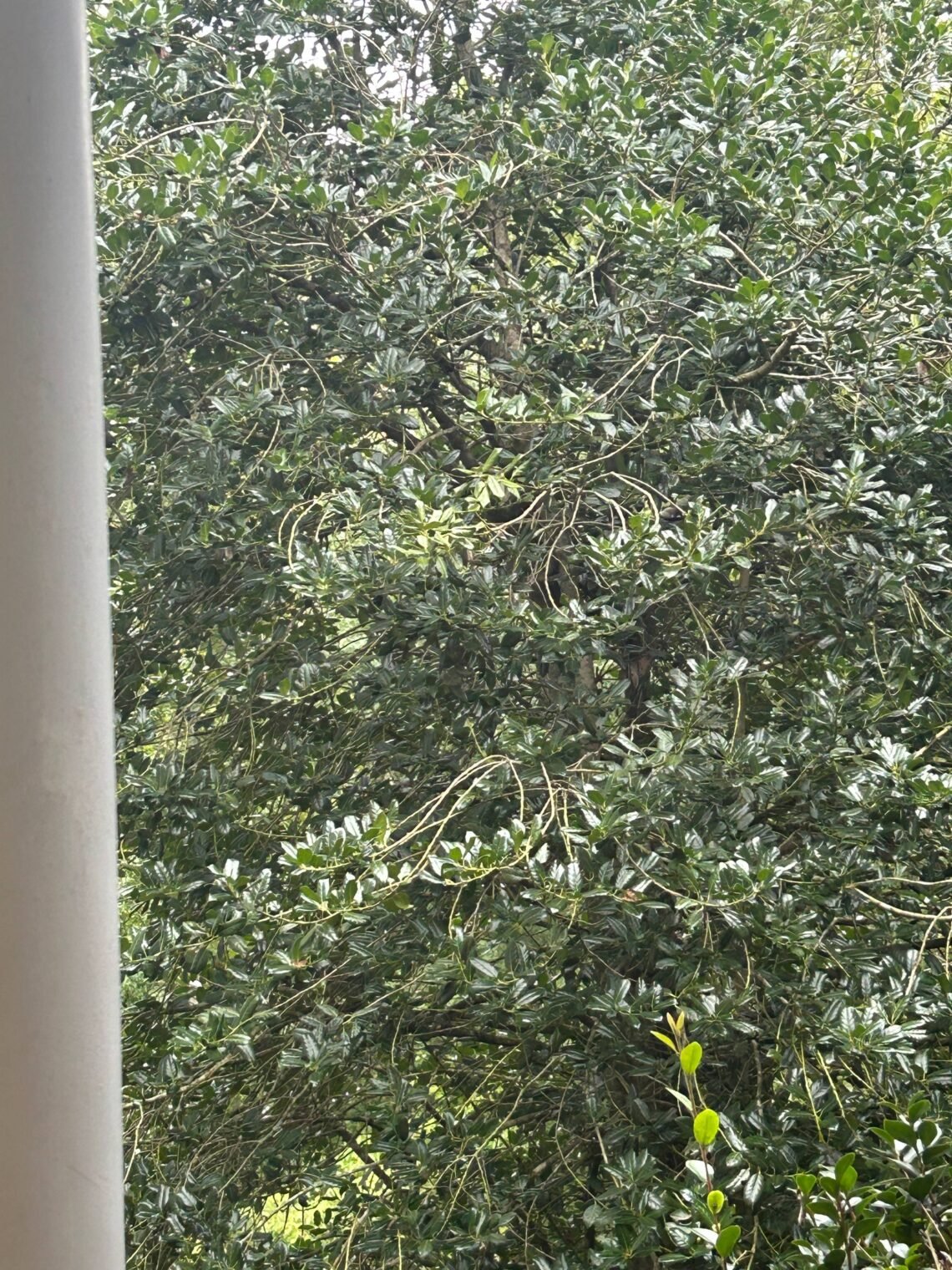 Picture of a Tree with lots of little branches visible