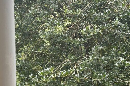 Picture of a Tree with lots of little branches visible