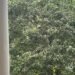 Picture of a Tree with lots of little branches visible